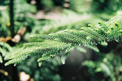 ​关于平安夜的唯美句子(49句)