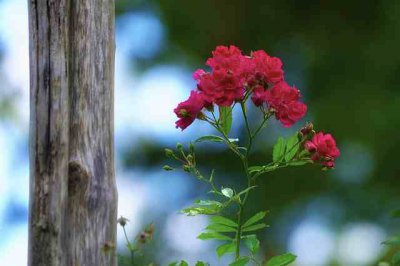 ​给情人的思念牵挂短信  发给情人的思念短信