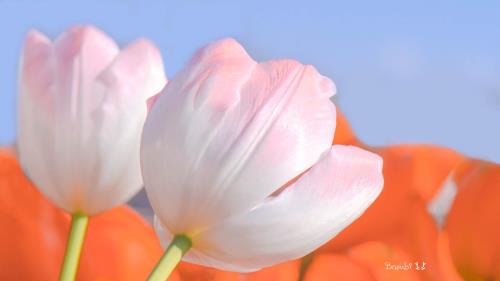 50句失落伤感心情句子