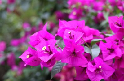 ​广东话骂人口头禅