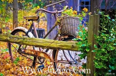 ​关于树的励志名言关于树的名人名言(精选30句)