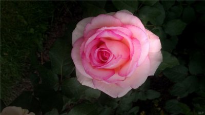 ​早上好！励志唯美说说心情短语，激励人上进，哪一句说的是你