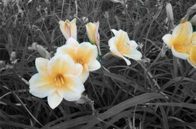 ​简短的爱情优美句子100条