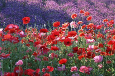 ​目标的励志句子