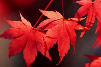 ​女人心态阳光的句子写给女人的励志句子汇总80句