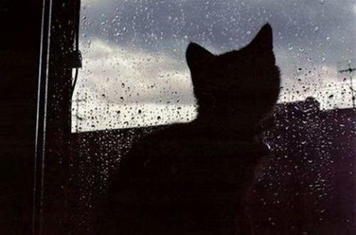 表白的爱情句子摘抄