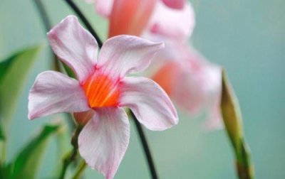 ​名人名言大全爱情100句