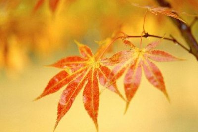 ​形容两个人爱情的句子汇编75句