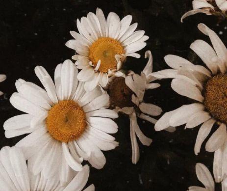 励志心灵鸡汤正能量句子