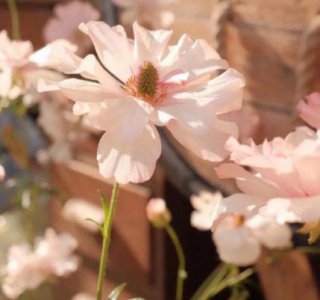 ​心灵鸡汤的阳光励志语录