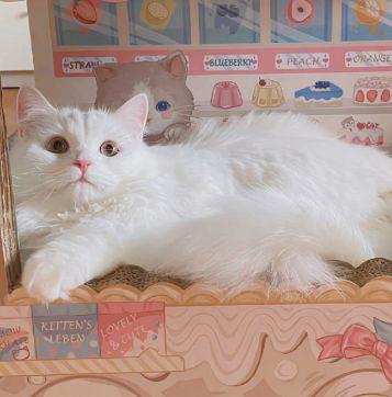 关于思念的句子分享