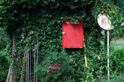 ​树的优美语句34条