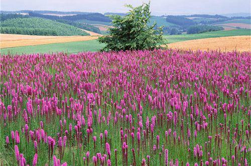 每日早安正能量短句