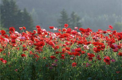 ​晚安语录正能量夜语集合22句