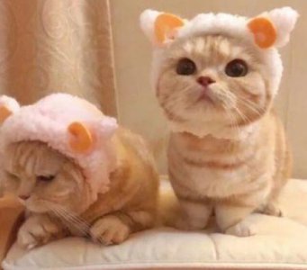 ​描写小猫的句子