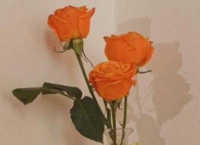 ​简单的人生感悟语录摘录63条