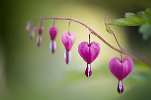 世界最动听的情话84句