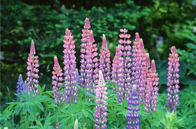 ​赞美生命的正能量句子 生命脆弱的句子要珍惜(45句)