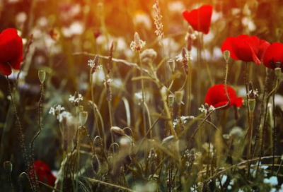 ​关于樱花盛开的说说朋友圈 樱花花语唯美句子