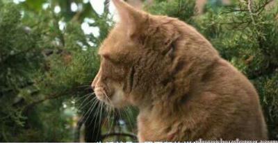 教师宣言经典语录