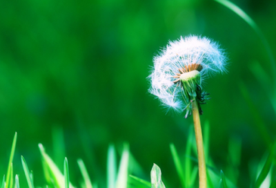 ​关于向日葵的唯美说说