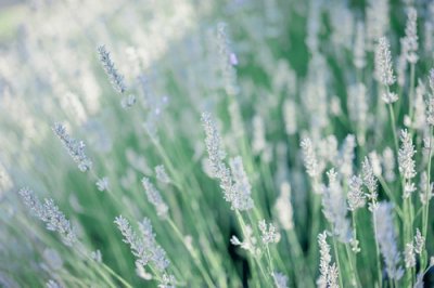 ​不需要爱情的句子(89句)