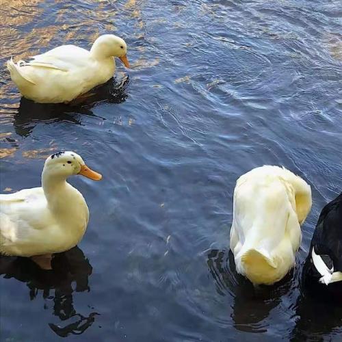 秋天来了唯美心情说说