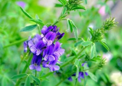 ​减肥幽默说说心情短语