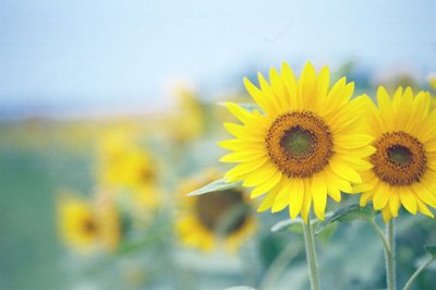 ​精致女人正能量的句子女人要活得精致短句(76句)