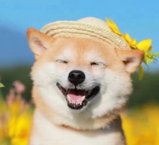 ​治愈的笑容唯美句子：微笑是一束治愈的光