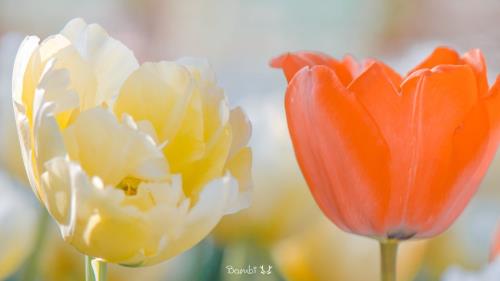 最幽默的表白方式