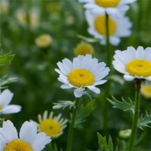 ​关于努力的励志句子(严格要求自己的句子)