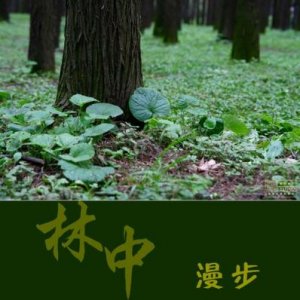 ​漫步公园的心情的句子