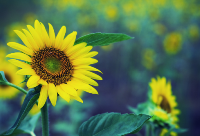 ​勇往直前的励志句子