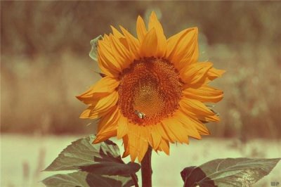 ​职场人士推荐的20句励志的句子(值得一看)