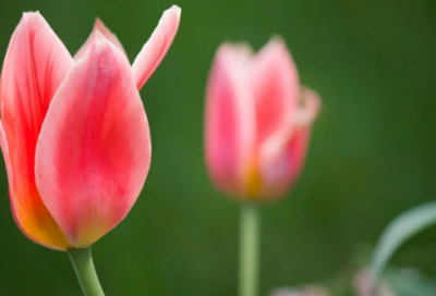 ​好听的英语个性网名(共64个)