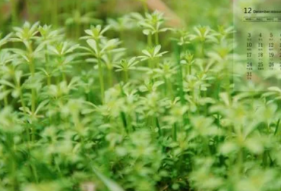 ​关于梨花唯美网名大全(66个)