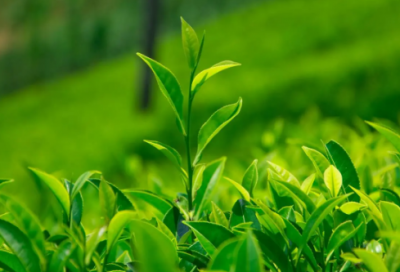 ​吸引人的车队名字(66个)