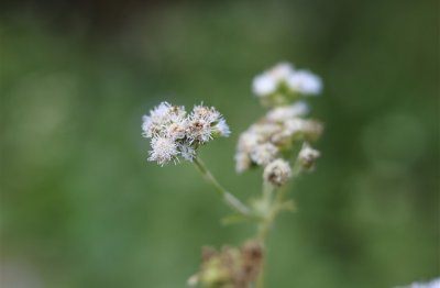 ​简单的三个字网名：喵小咪﹥ε﹤