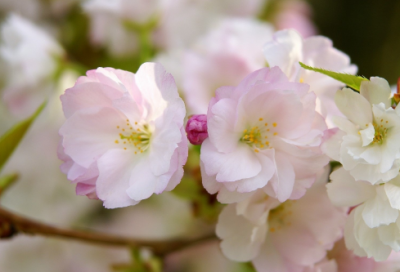 ​幼儿园老师名字(56个)