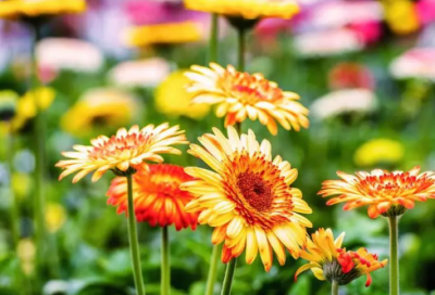 ​唯美的二字昵称(104个)