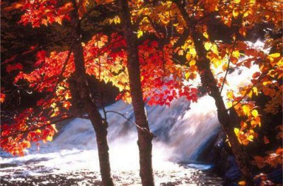 ​爱情哲理语句85条