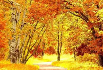 ​适合520的表白文案【推荐85句】