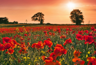 ​茶与心情的句子(茶语人生哲理句子)