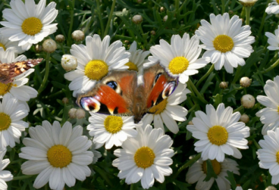 ​关于天气好心情好的朋友圈说说短句子