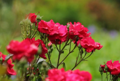 ​关于育儿路上的唯美句子静待花开 花静静地绽放的励志句