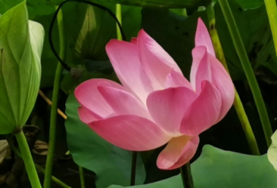 ​日进一步励志短语 正能量生活短句