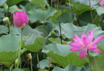 ​夜行励志句子精选