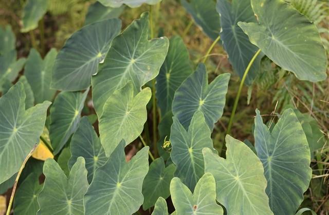 描写爱情的唯美句子浪漫