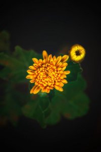 ​对一个人痴情的歇后语 形容一个人太痴情的句子(30条)